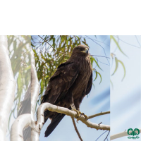 گونه عقاب خالدار بزرگ Greater Spotted Eagle